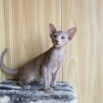 Elven Pride - siamese and oriental cats