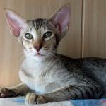 Felisundar Hemali chocolate/chestnut spotted oriental cat