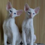 Elven Pride - siamese and oriental cats